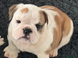 English Bulldog dogs KC REGISTERED Red/White English Bulldog Puppies - Advert 2