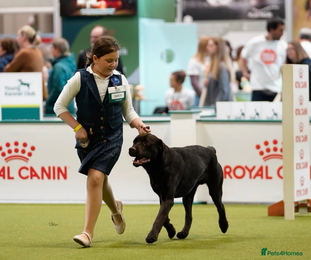 Labrador Retriever dogs for sale: Kc registered Labrador puppies available ⭐️⭐️⭐️⭐️ - Image 9