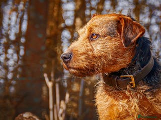 Lakeland Terrier dogs AT STUD Stunning Lakeland- fell terrier PROVEN in Newark - Advert 3