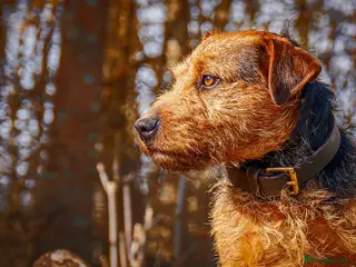 Lakeland Terrier dogs AT STUD Stunning Lakeland- fell terrier PROVEN in Newark - Advert 2