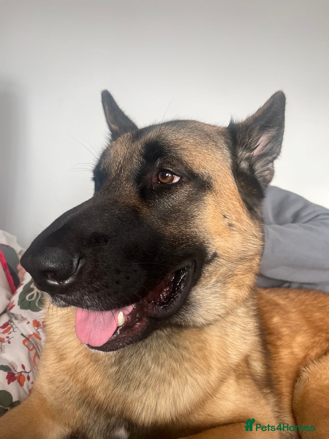 Mixed Breed dogs for sale: Blitz - Advert 5