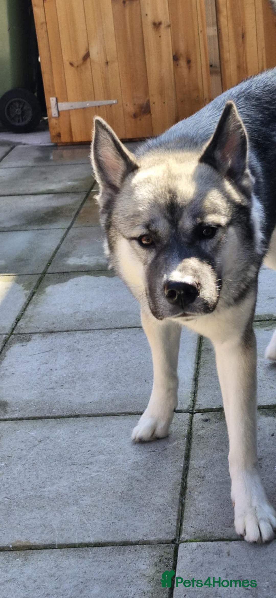 Mixed Breed dogs for sale: Storm - 2 years old - Advert 2