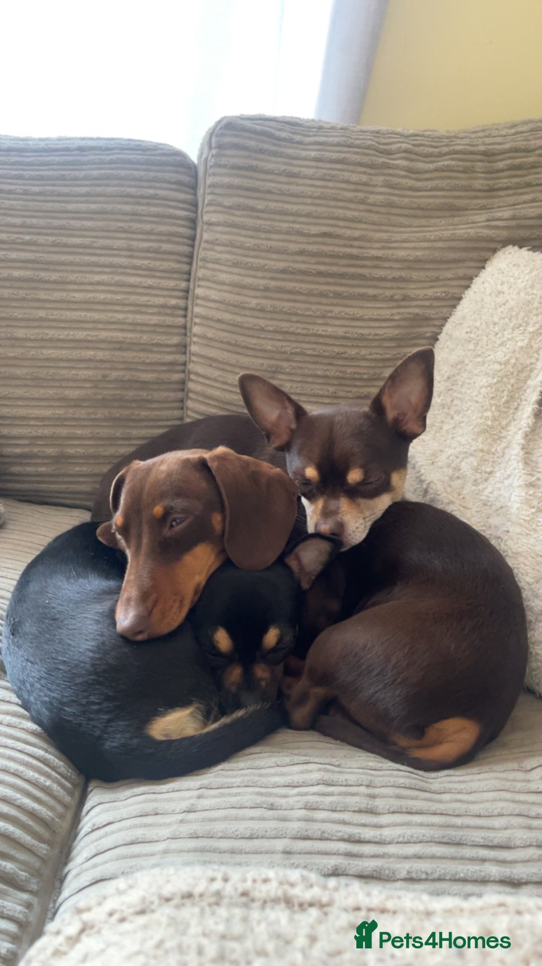 Miniature Dachshund dogs for stud: Miniature dachshund for stud - Advert 6