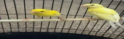 Canaries birds for sale: 3 yellow canaries /read the description - Advert 3