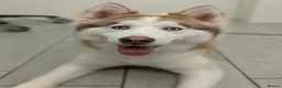 Siberian Husky dogs for sale: Ready Now! Siberian Husky boy left - Advert 21