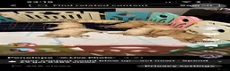 Golden Retriever dogs for sale: Beautiful golden babies  - Advert 8