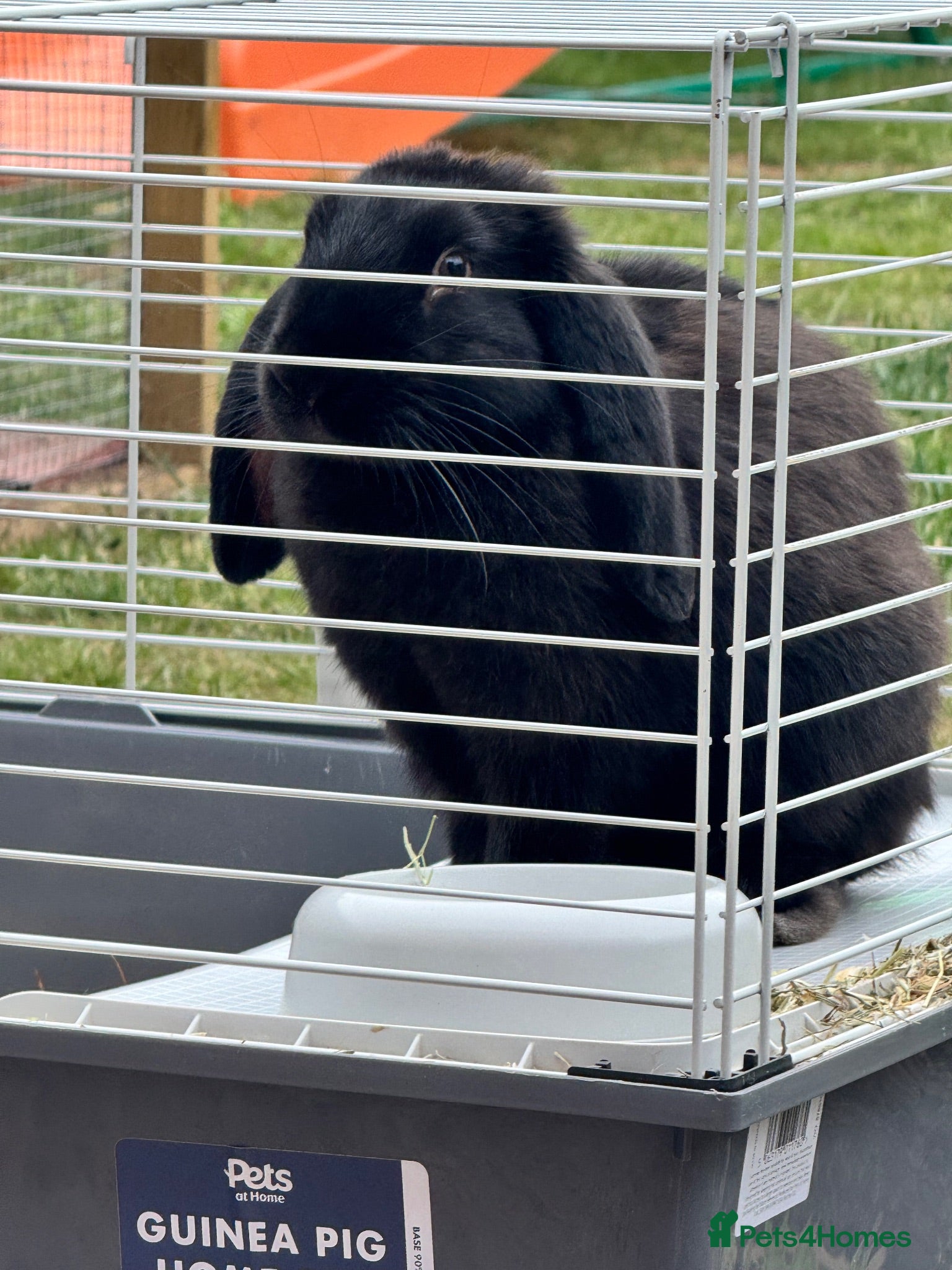 French Lop rabbits French lop bunny black male  - Advert 10