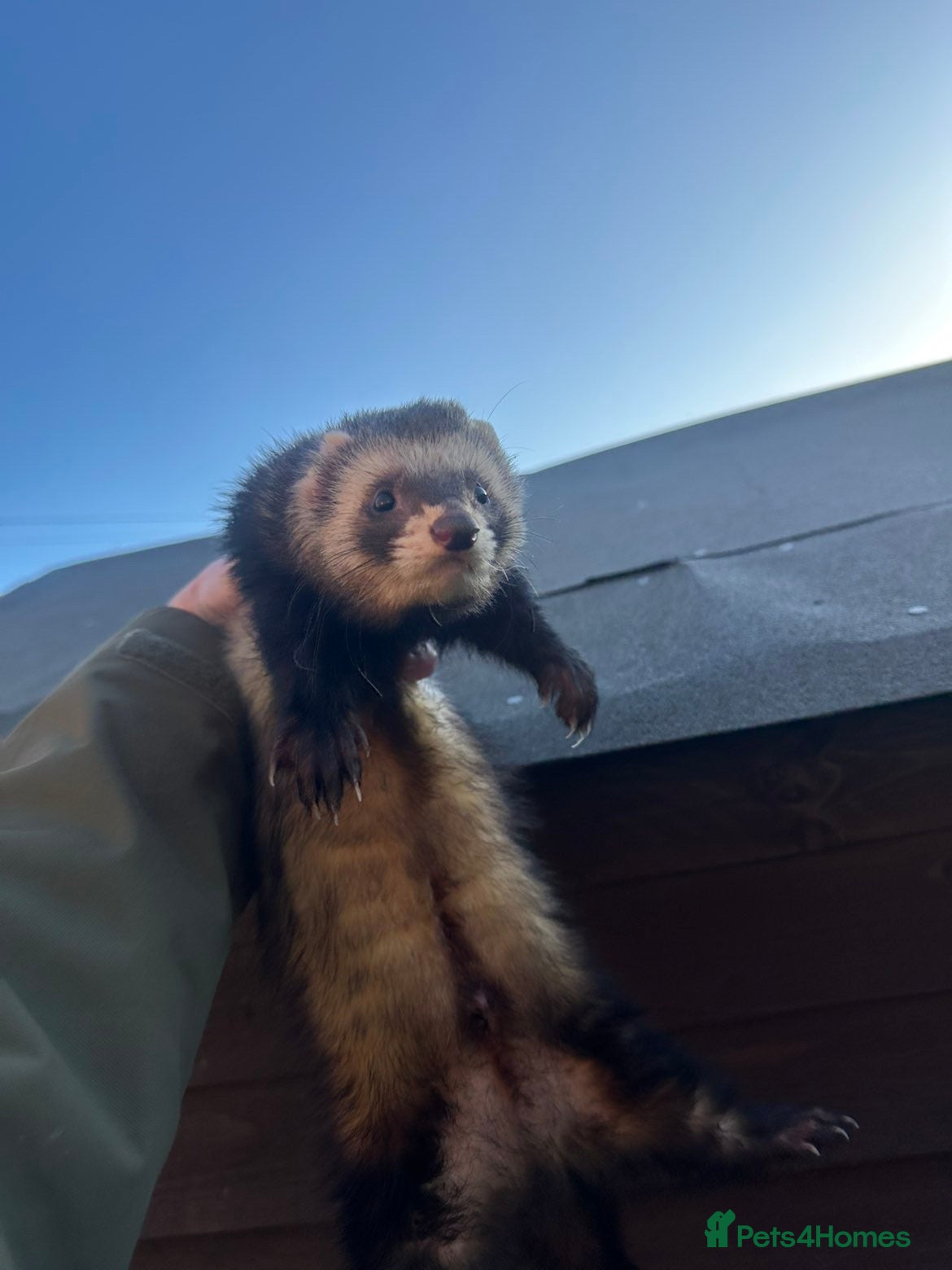 Ferret rodents for sale: Ferret kits hobs&jills  in Middlesbrough - Advert 8