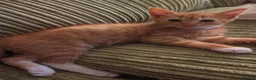 Domestic Shorthair cats for sale: Girl ginger kitten for sale  - Advert 3