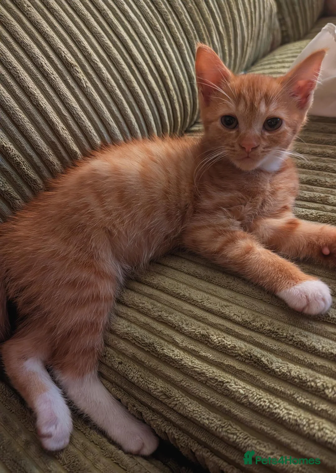 Domestic Shorthair cats for sale: Girl ginger kitten for sale  - Advert 3