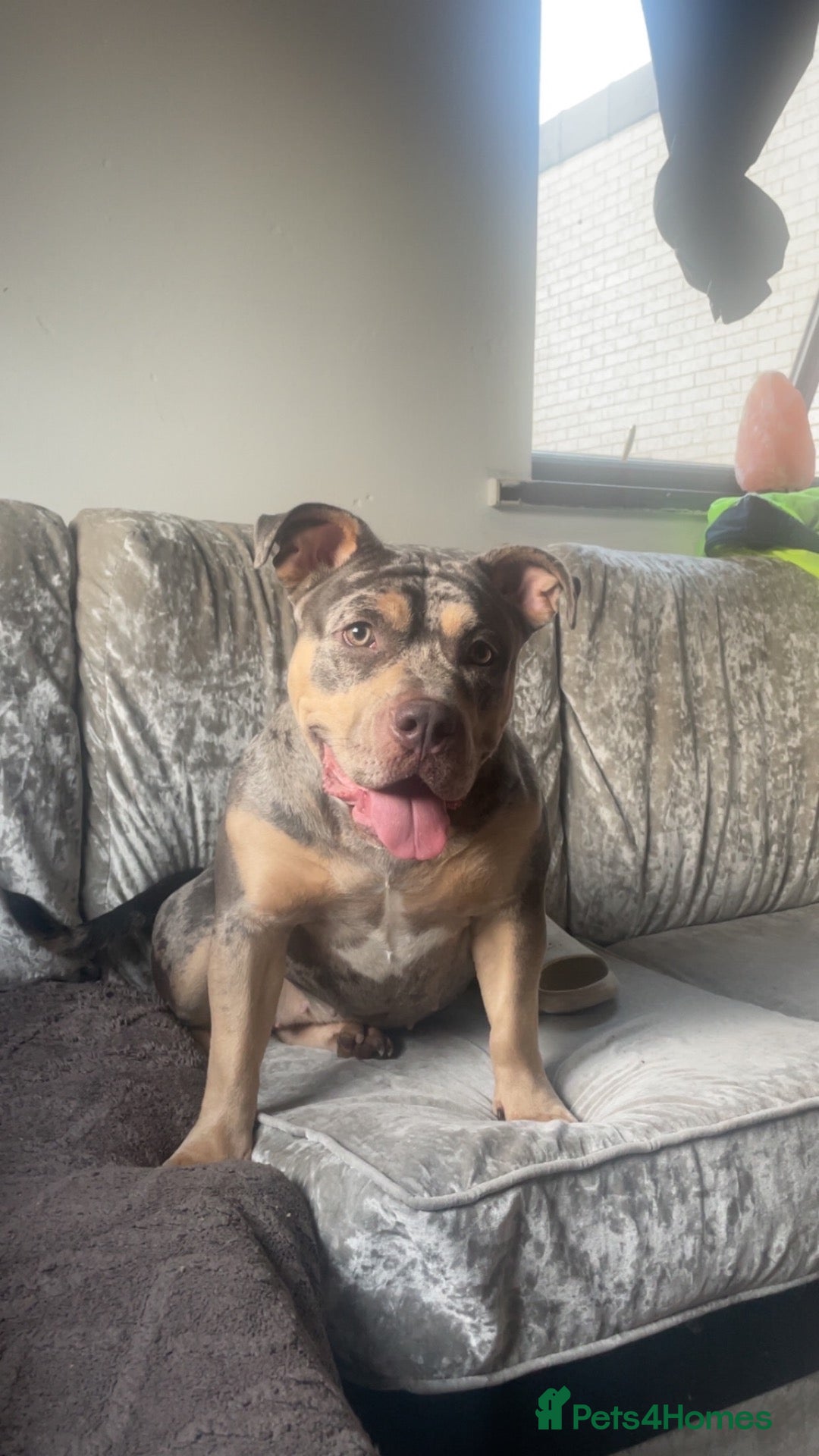 American Bully dogs Mother - Advert 7