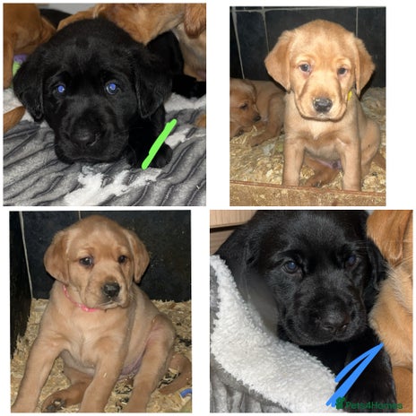 Labrador Retriever dogs - Advert 1