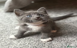 Domestic Shorthair cats for sale: 7 weeks old  - Image 7