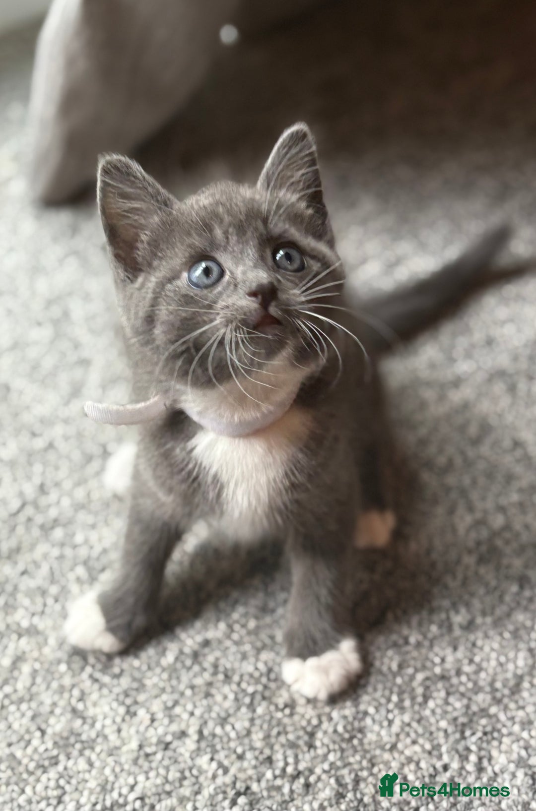 Domestic Shorthair cats for sale: 7 weeks old  - Image 7