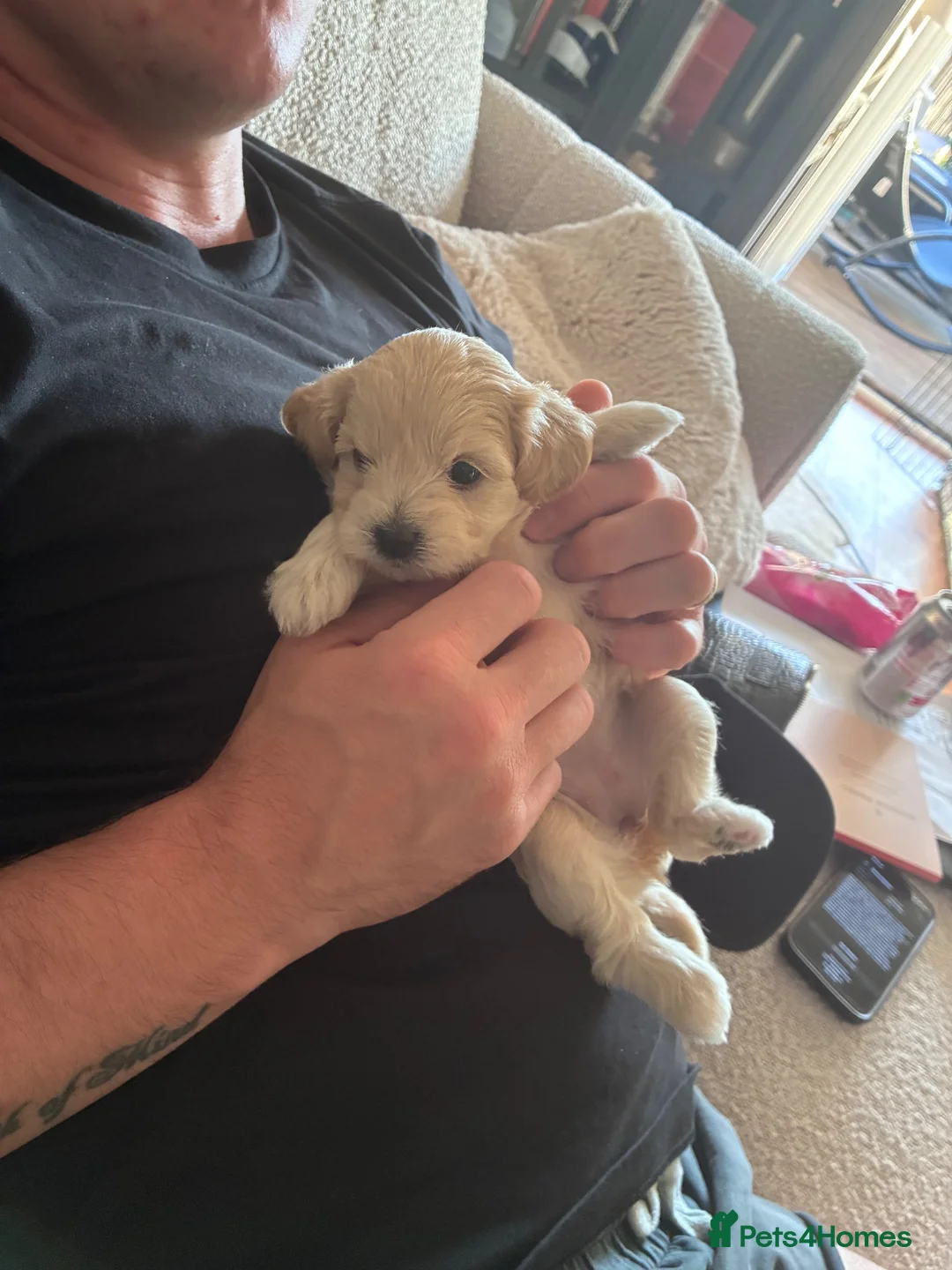 Mixed Breed dogs for sale: Daisypoo puppies  - Advert 2