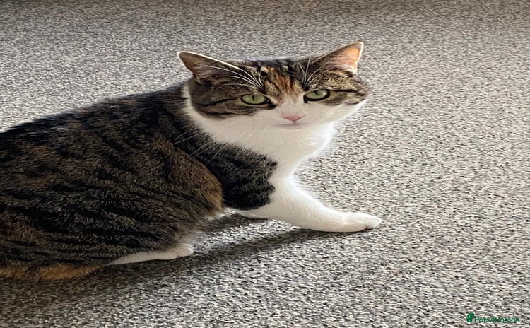 Domestic Shorthair cats - Advert 2