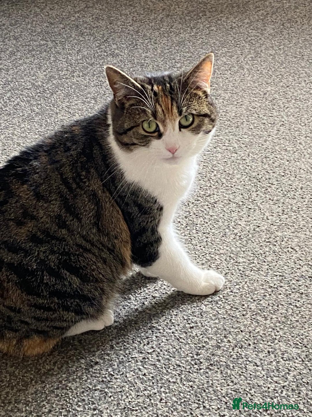 Domestic Shorthair cats for sale: Beautiful Misty Free To A Good Home - Image 1