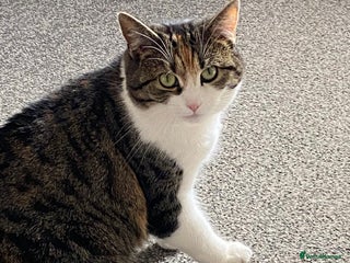 Domestic Shorthair cats - Advert 28