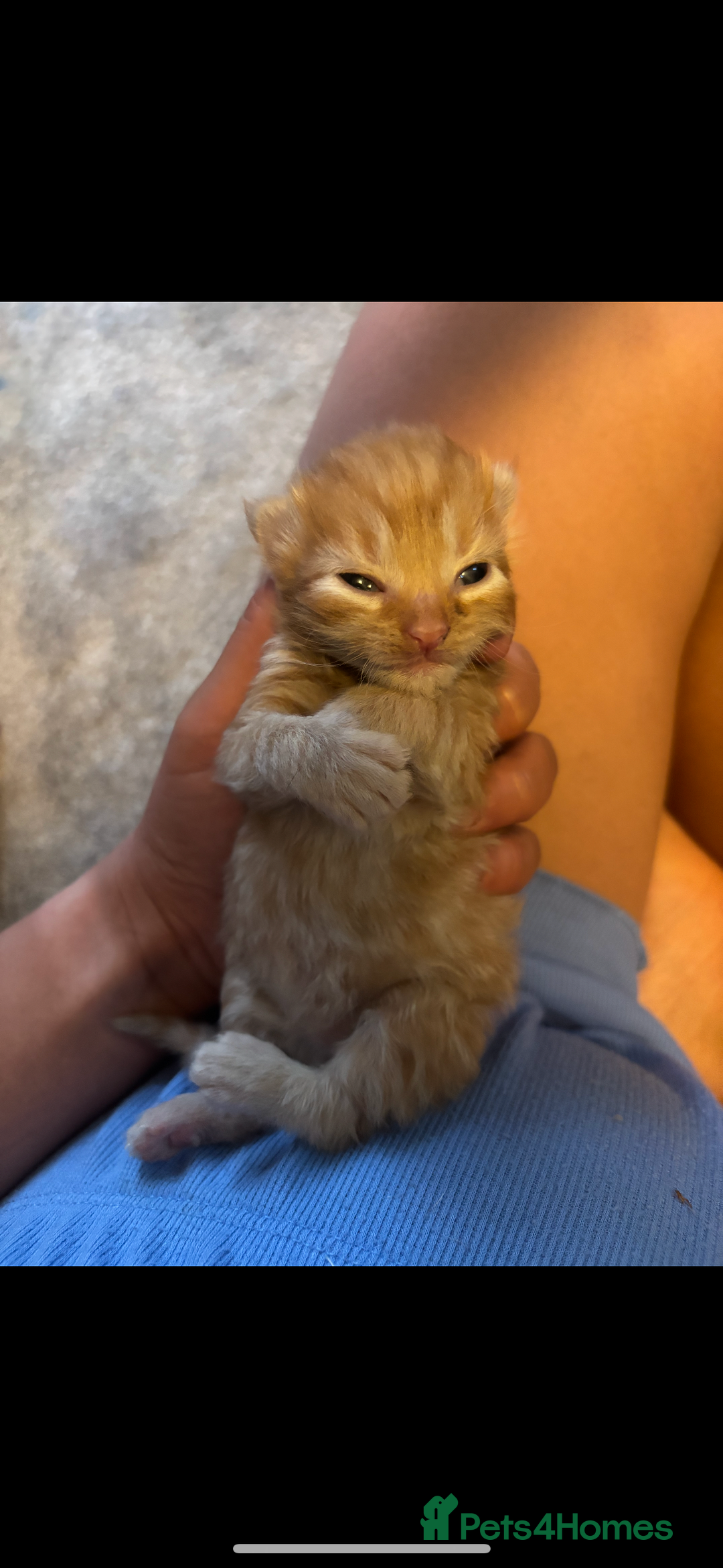 Mixed Breed cats for sale: Kittens ready for loving home  - Image 6