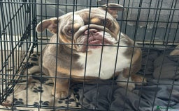 English Bulldog dogs for sale: British bulldog  - Image 2