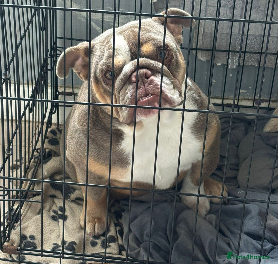 English Bulldog dogs for sale: British bulldog  - Image 2