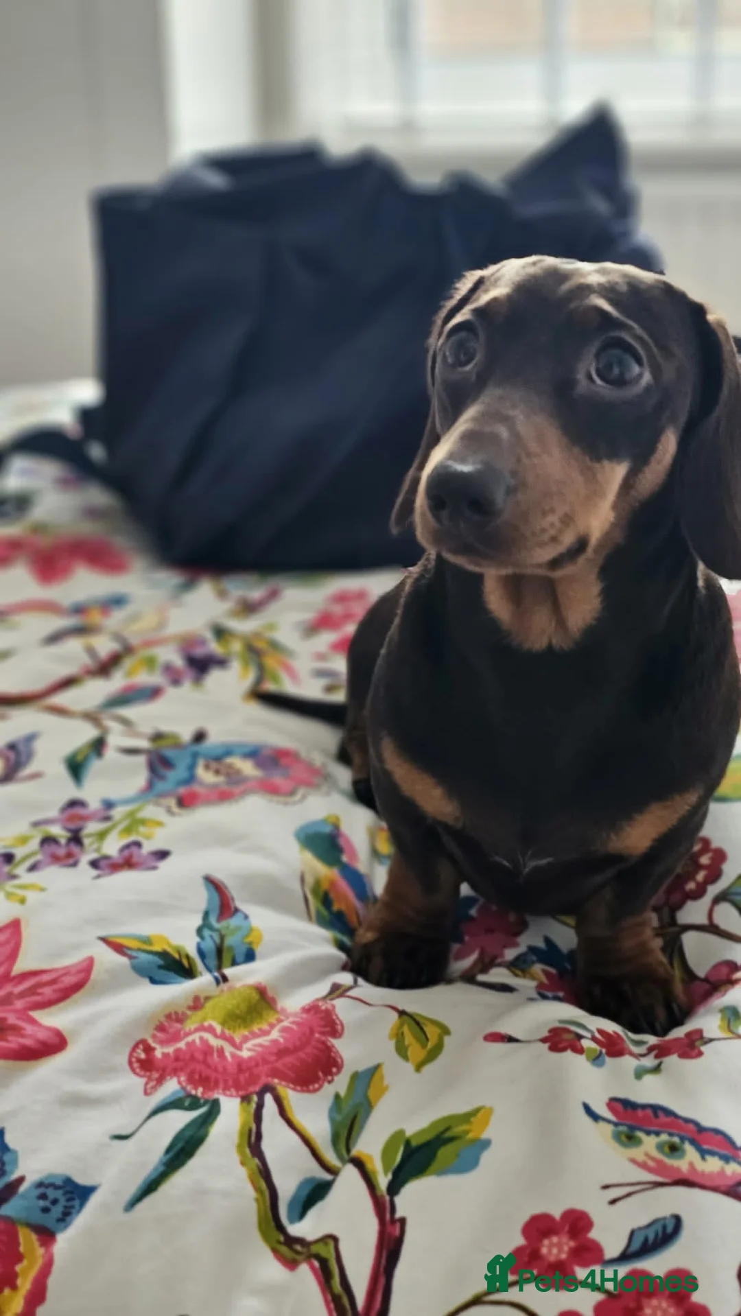 Miniature Dachshund dogs for stud: Miniature short hair dachshund to stud.  in Gateshead - Advert 2