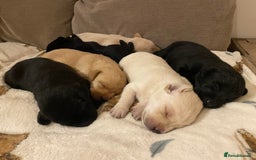 Labrador Retriever dogs for sale: Stunning Labrador Puppies - Image 10