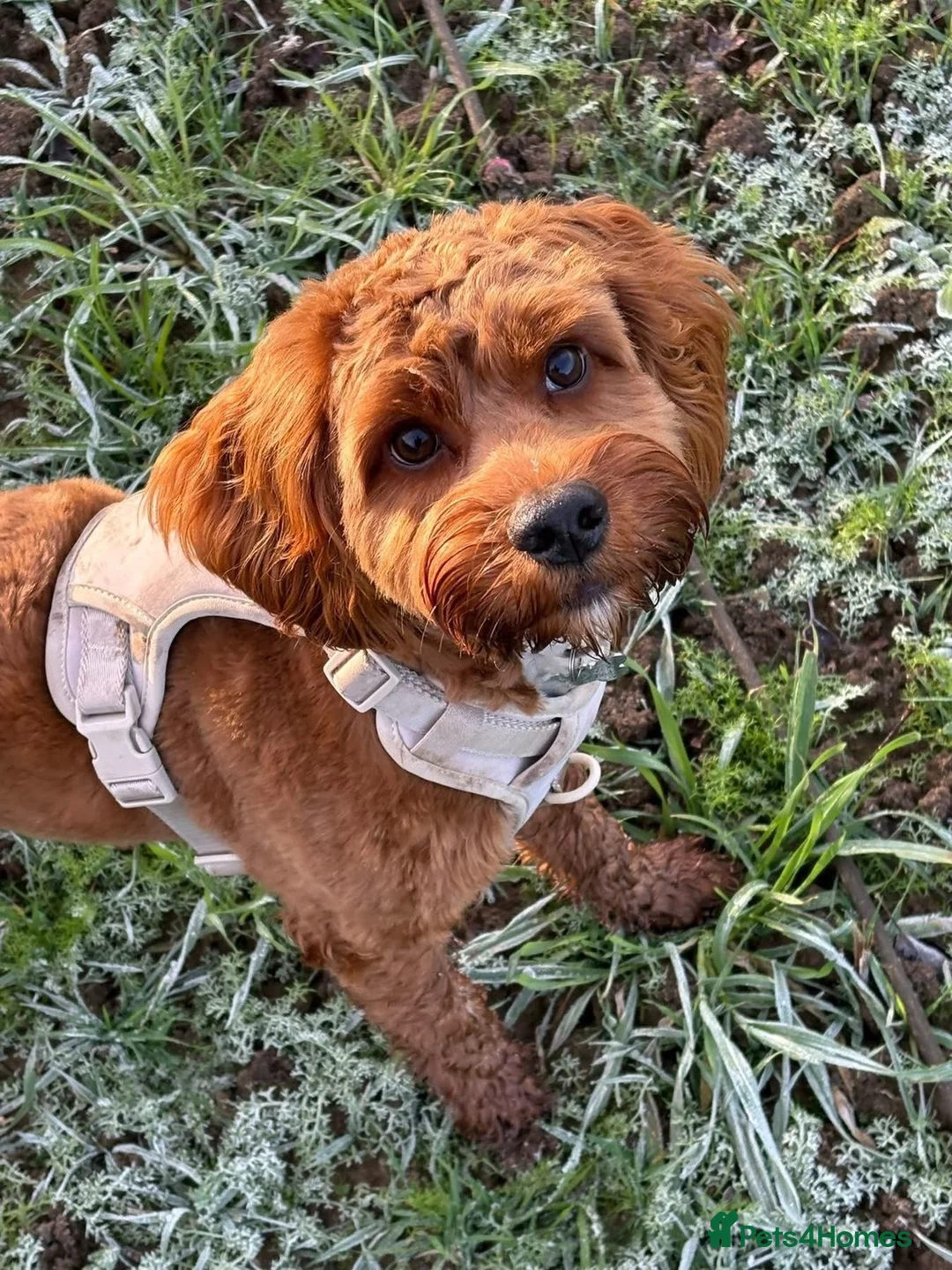 Cockapoo dogs for sale: Red F1 Toy Cockapoo Puppy - Advert 10