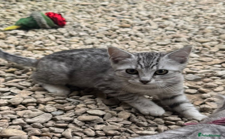 British Shorthair cats - Advert 5