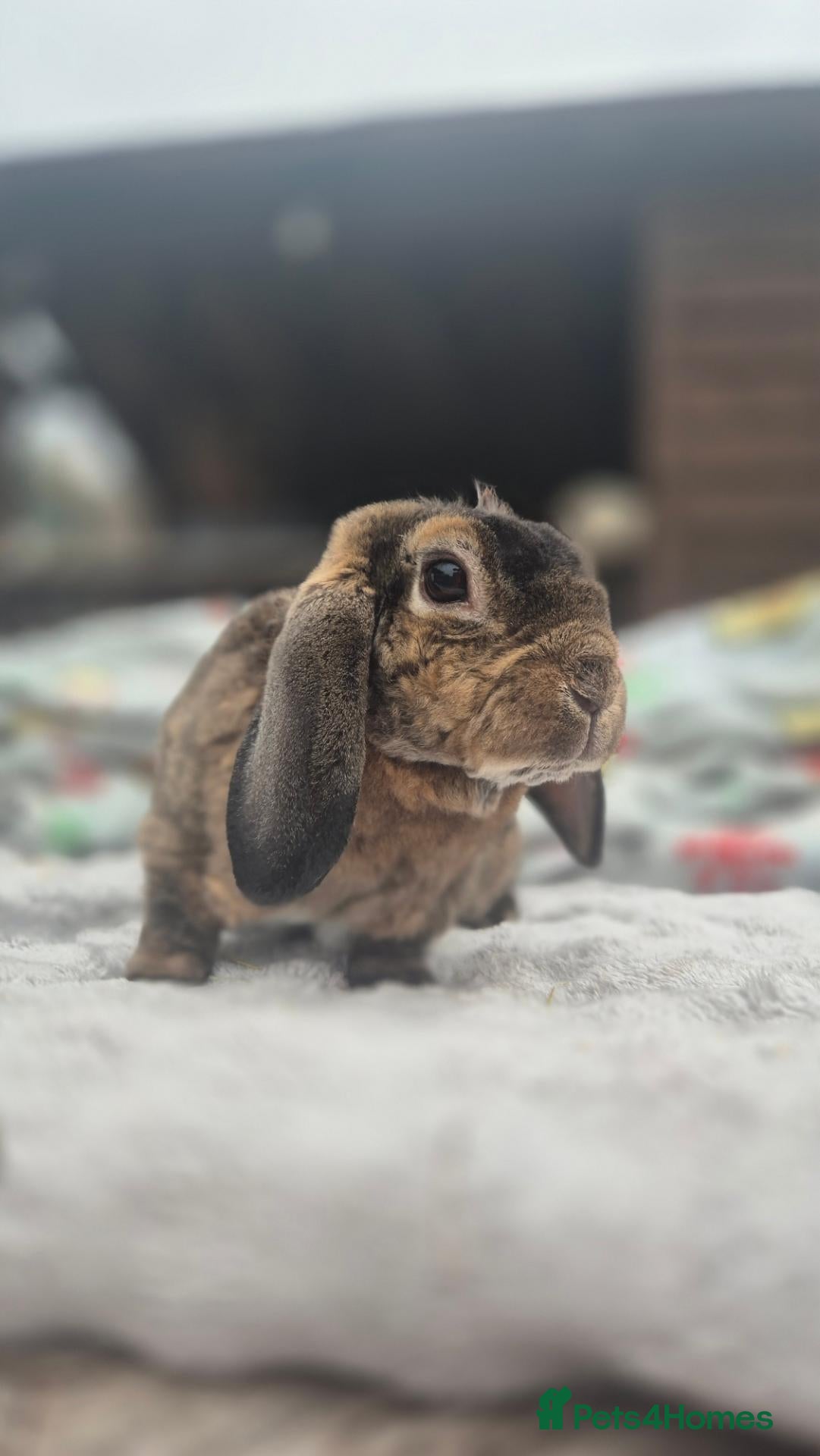 Mini Lop rabbits Louie Vitton Plush Lop Neutered - Advert 2