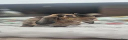 Mini Lop rabbits for sale: Louie Vitton Plush Lop Neutered - Advert 1