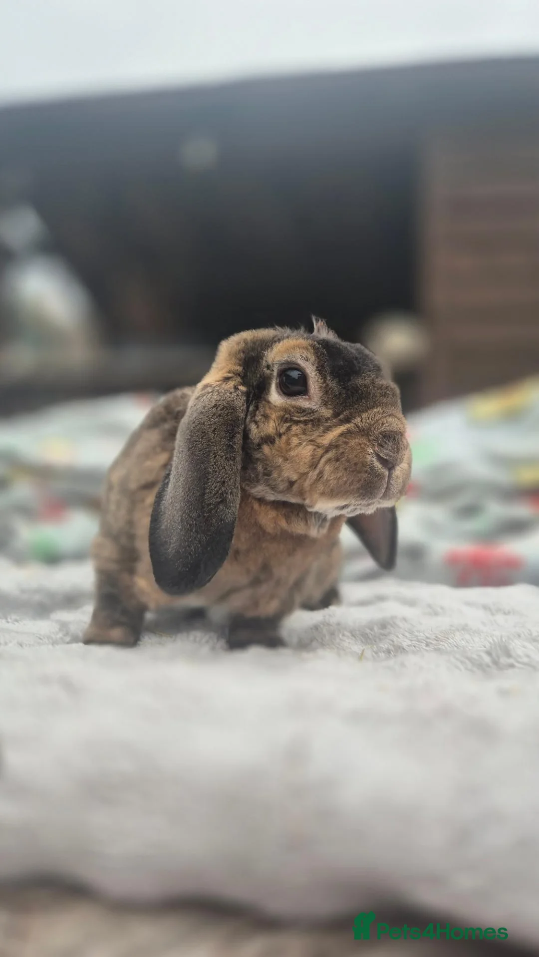 Mini Lop rabbits for sale: Louie Vitton Plush Lop Neutered - Advert 1