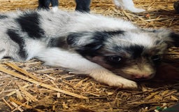 Mixed Breed dogs for sale: Collie x puppies - Image 12