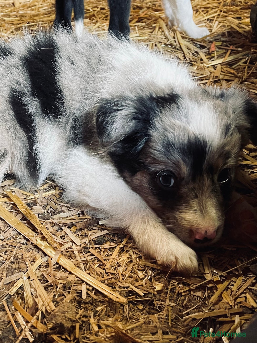 Mixed Breed dogs for sale: Collie x puppies - Image 12