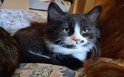 Mixed Breed cats for sale: Beautiful kittens - Advert 9