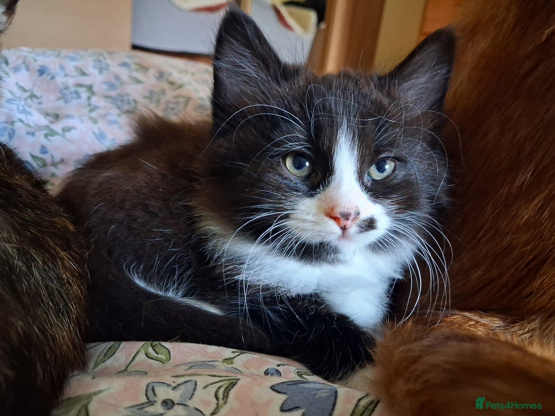 Mixed Breed cats for sale: Beautiful kittens - Advert 9