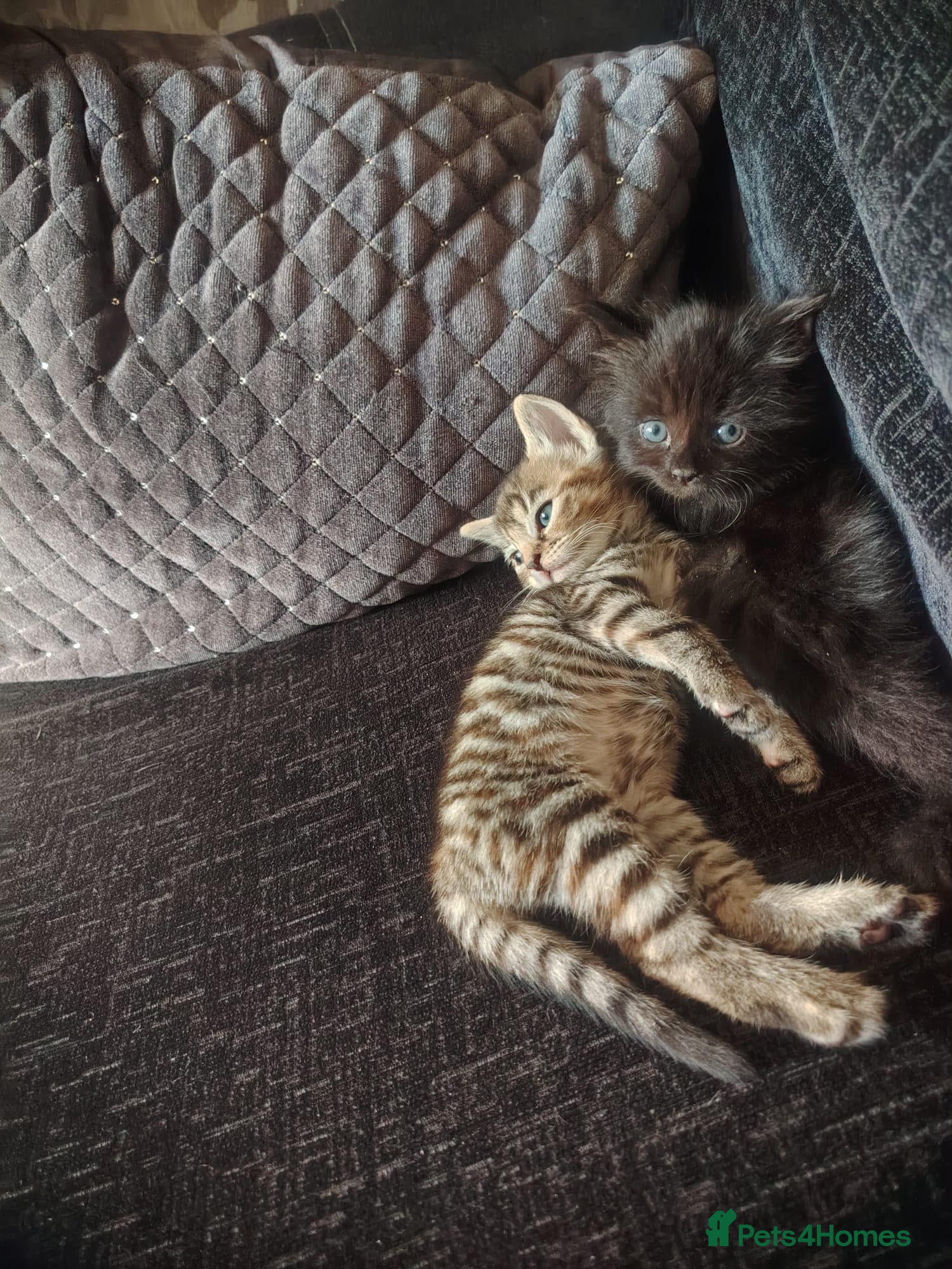 Mixed Breed cats 2 gorgeous kittens left - Advert 1