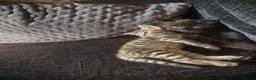 Mixed Breed cats for sale: 2 gorgeous kittens left - Advert 1
