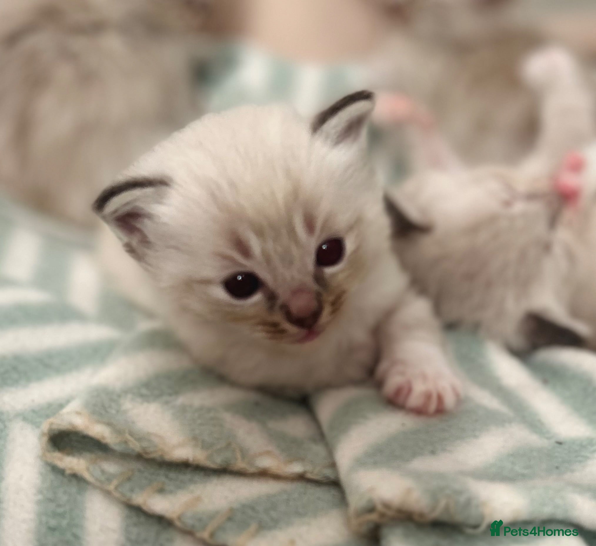 Ragdoll cats 7 beautiful ragdoll kittens  - Advert 18