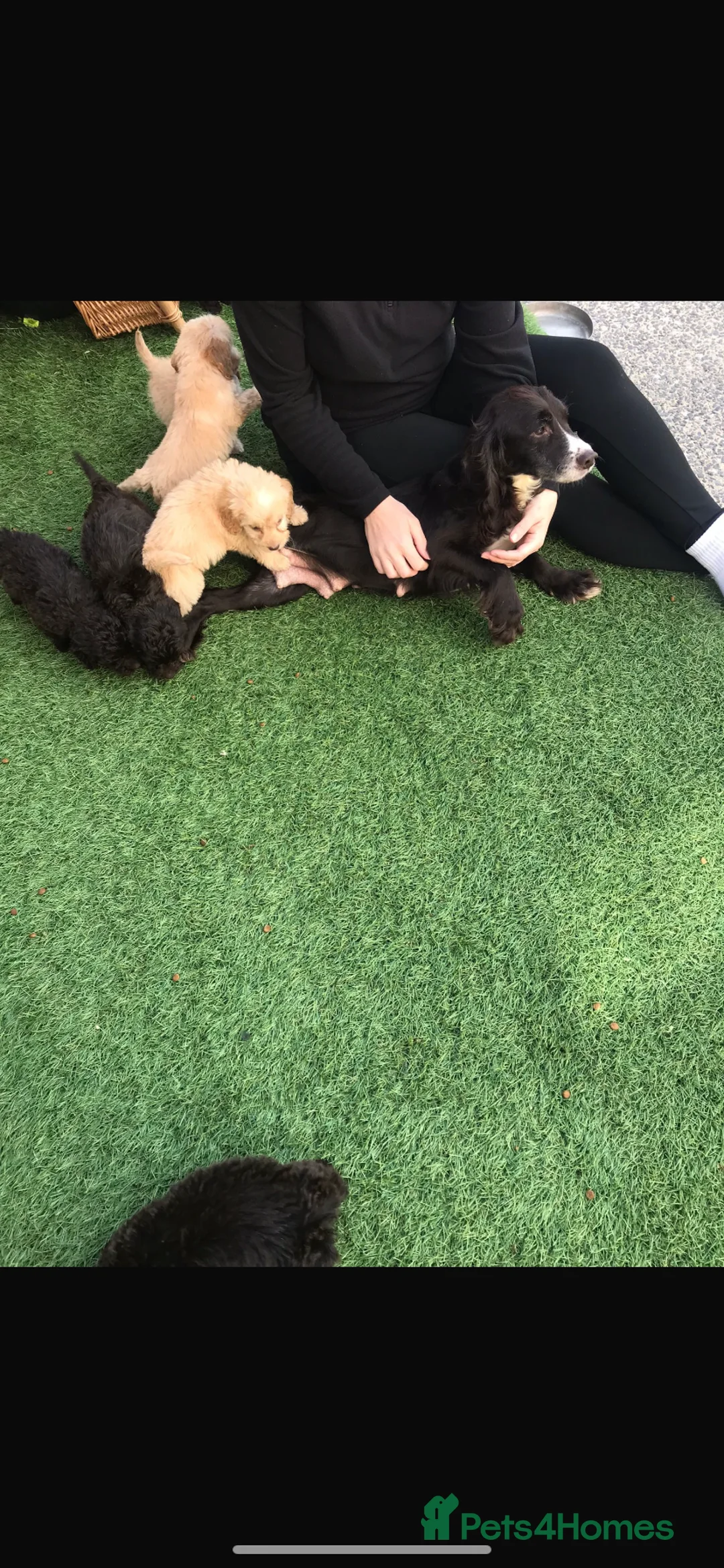 Cockapoo dogs for sale: Cockapoo puppies  in Llanelli - Advert 2