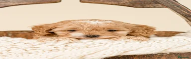 Apricot - Male