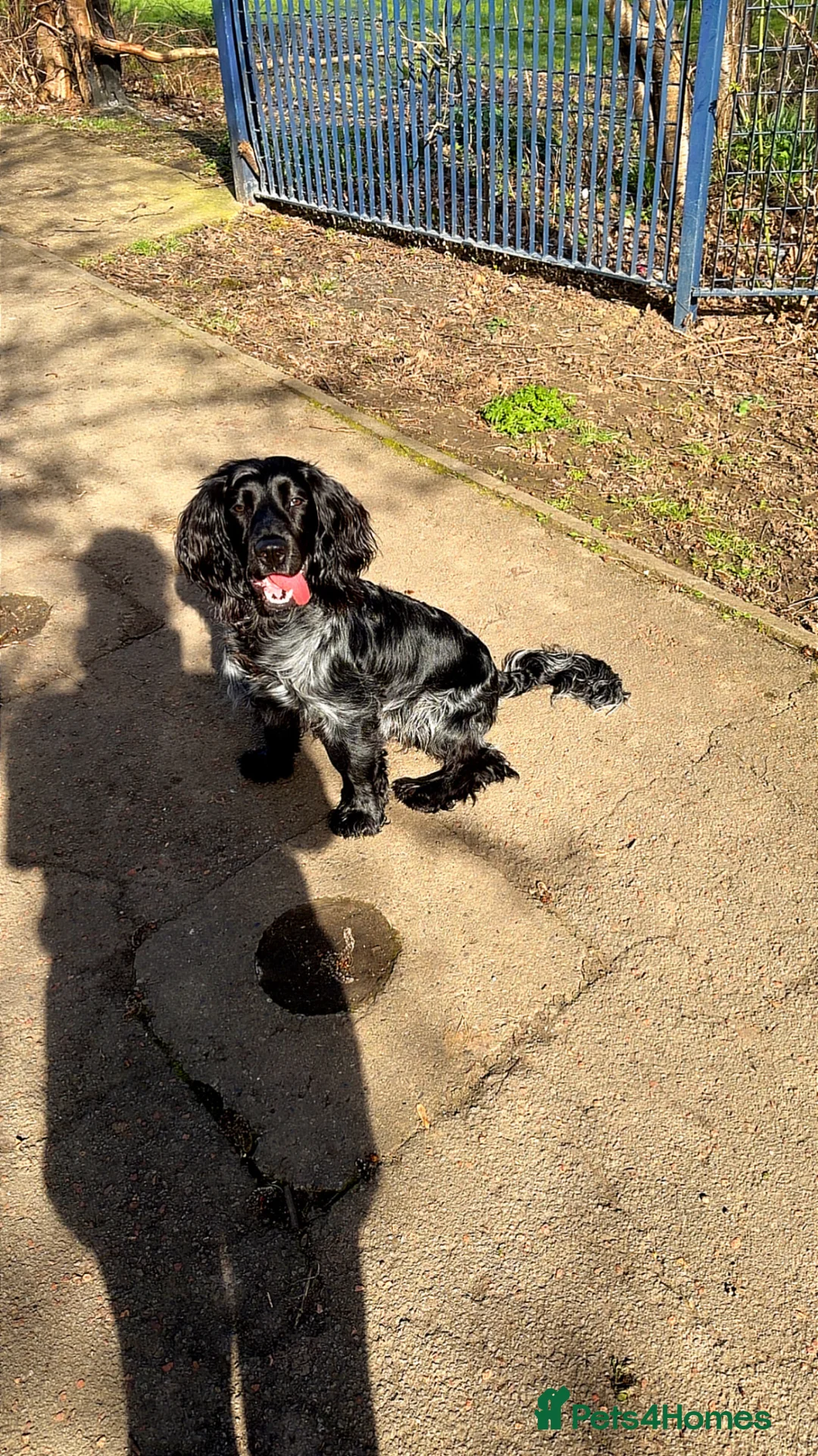 Cocker Spaniel dogs for sale: 10 month old cockers spaniel boy in Stockton-on-Tees - Advert 2