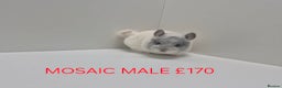 Chinchilla rodents for sale: STUNNING BABIES CHINCHILLA MIX COLOURS AND GENDER  - Advert 7