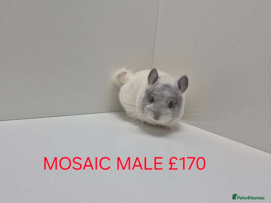 Chinchilla rodents for sale: STUNNING BABIES CHINCHILLA MIX COLOURS AND GENDER  - Advert 7