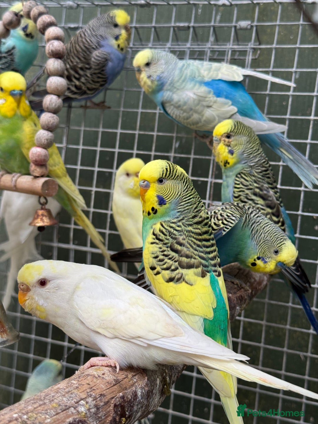 Budgerigars birds for sale: Adorable budgies and cages for sale  - Image 6
