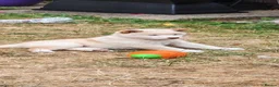 Japanese Shiba Inu dogs for sale: Quality KC registered puppies  - Advert 5