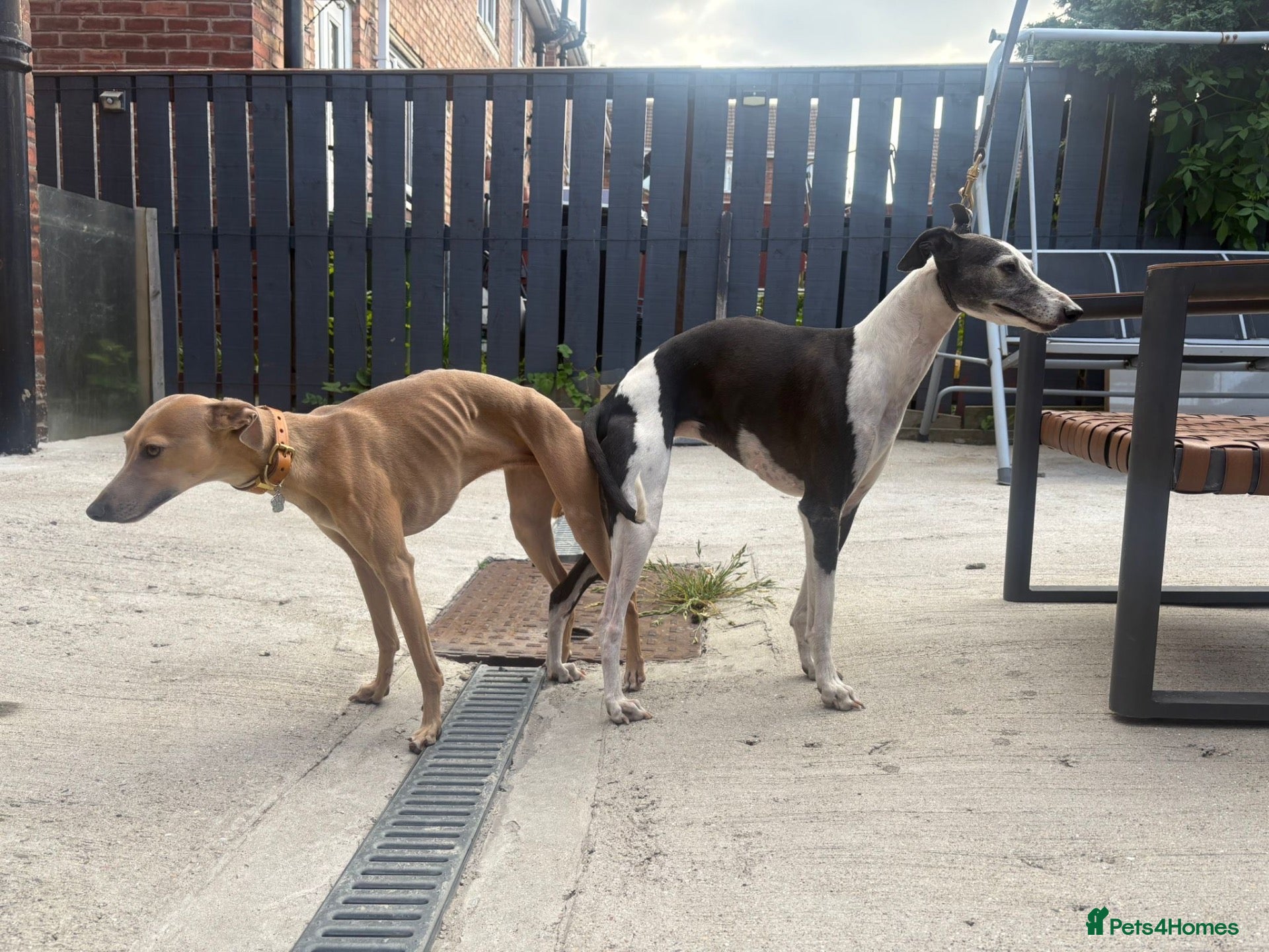 Mixed Breed dogs Whippet cross Italian greyhound - Advert 2
