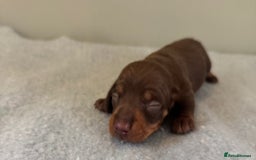 Miniature Dachshund dogs for sale: KC reg v small miniature smooth dachshund puppies - Image 10