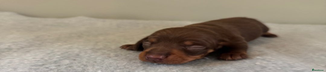 Miniature Dachshund Puppy 1