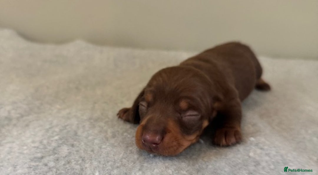 Miniature Dachshund dogs for sale: KC reg v small miniature smooth dachshund puppies - Image 10